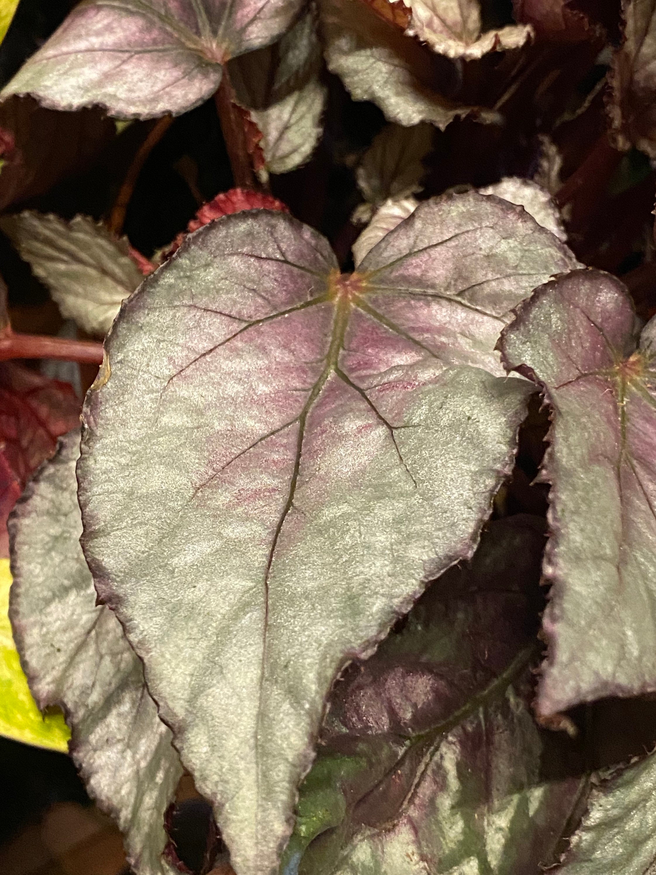 Begonia maori Haze Red-purple Rex Inner Plant - Etsy Australia