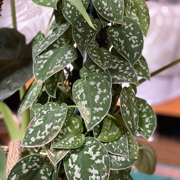 Pothos Argenté, plante intérieur, raciné en pot, boutures