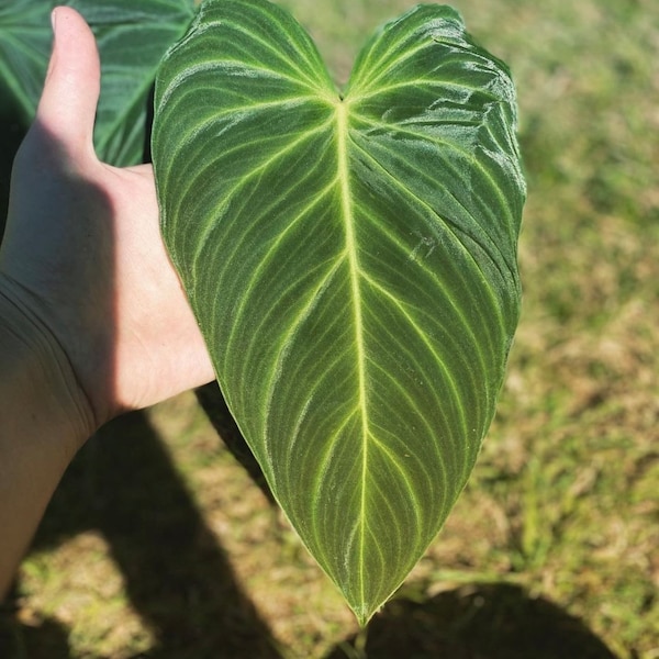 Philodendron Splendid, plante intérieur, boutures, RARE