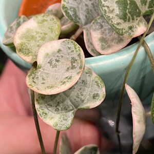 Ceropegia Woodii Variegata, indoor plant, cuttings, RARE image 3