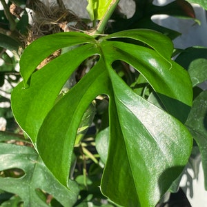 Monstera Rhaphidophora Tetrasperma, indoor plant, cuttings, RARE