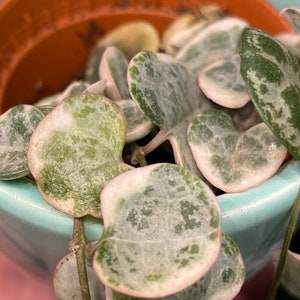 Ceropegia Woodii Variegata, indoor plant, cuttings, RARE image 5