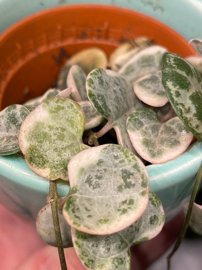 Ceropegia Woodii Variegata, indoor plant, cuttings, RARE image 5