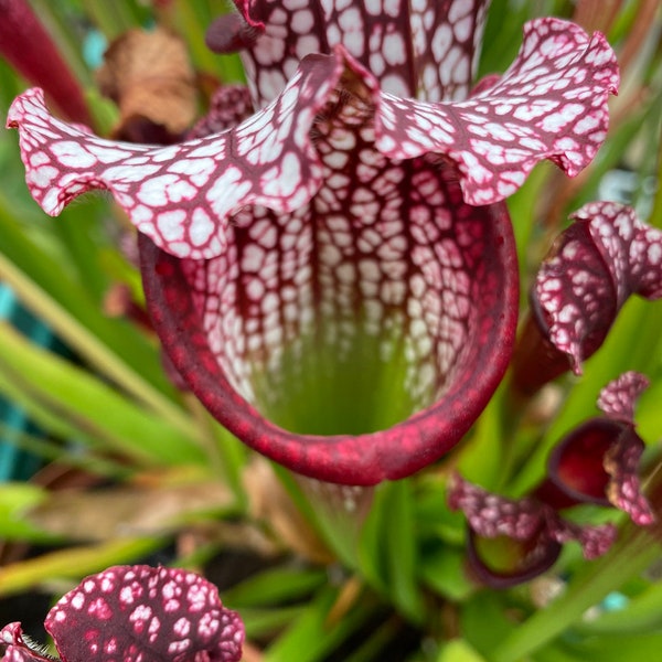 Sarracenia, carnivorous plant, pitcher plant, indoor plant, rooted in pot, cuttings, RARE