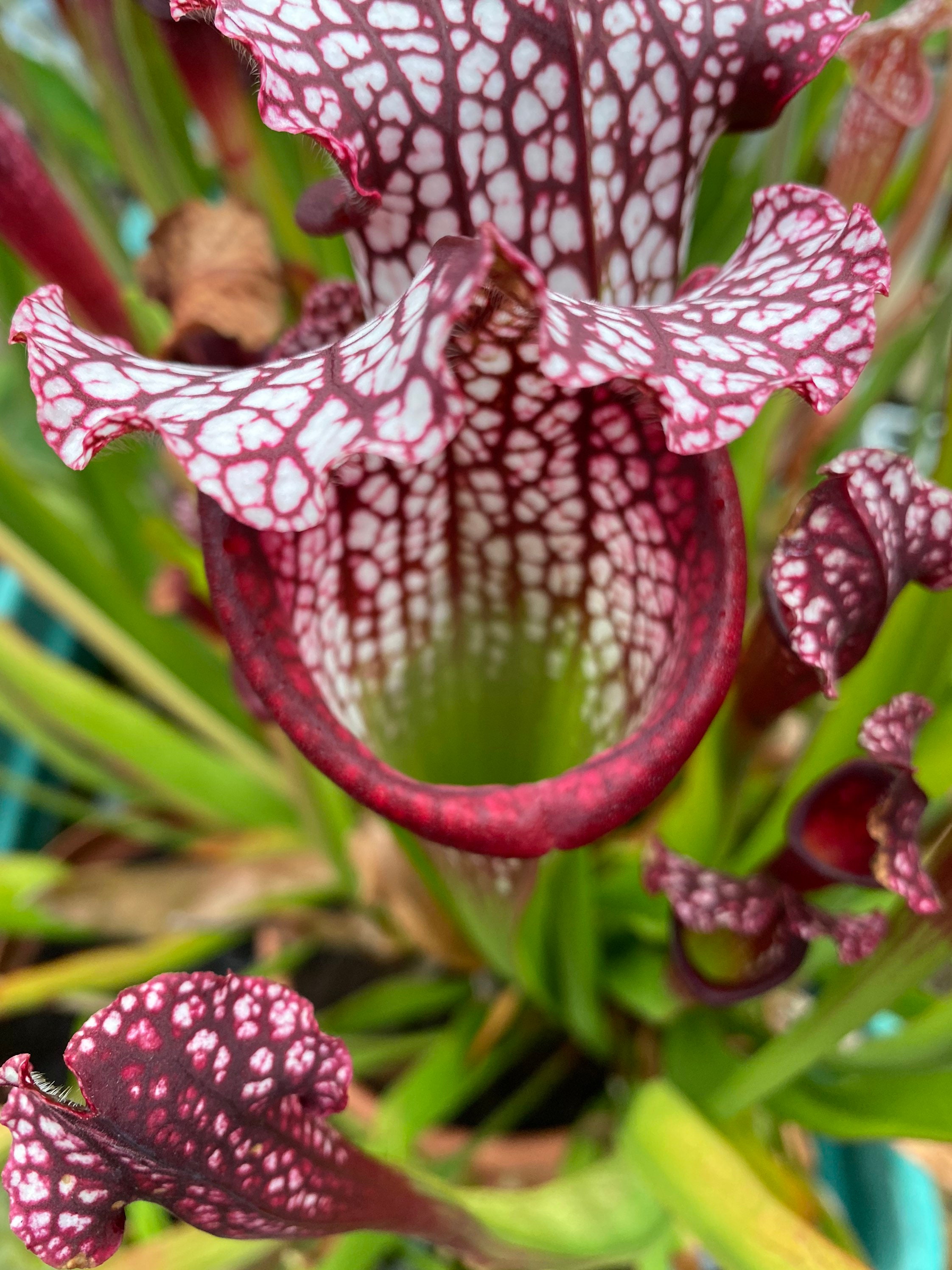Planta de jarra pálida (Sarracenia alata) - PictureThis Planta de jarra pálida (Sarracenia alata) - PictureThis
