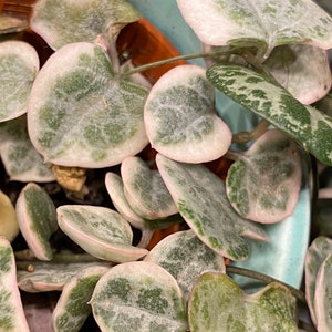 Ceropegia Woodii Variegata, indoor plant, cuttings, RARE image 1