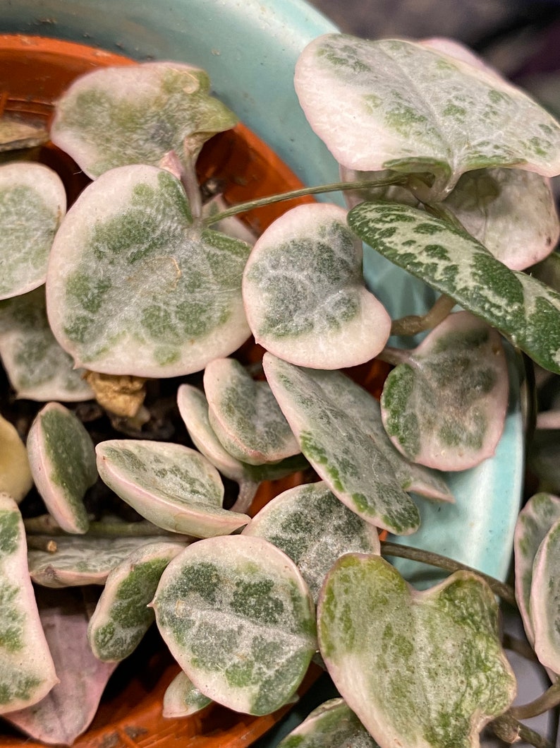 Ceropegia Woodii Variegata, indoor plant, cuttings, RARE image 1