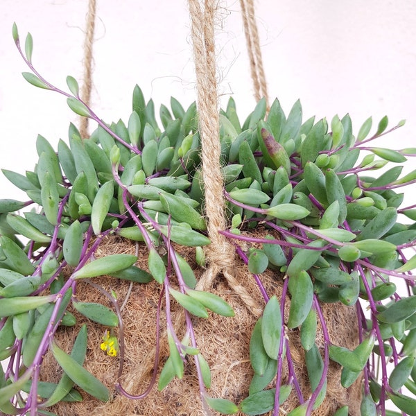 Senecio herreianus purple flush, boutures, plante intérieur, boutures, cuttings RARE