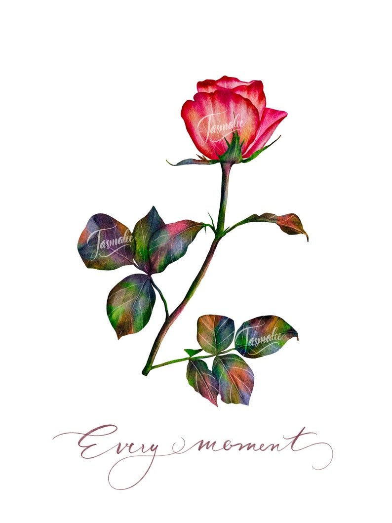 watercolor painting gift rose digital art digital painting Watercolor wall art valentines