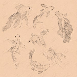 May include: Line drawing illustration of six goldfish in various poses. The goldfish are drawn in a simple, elegant style with delicate lines.