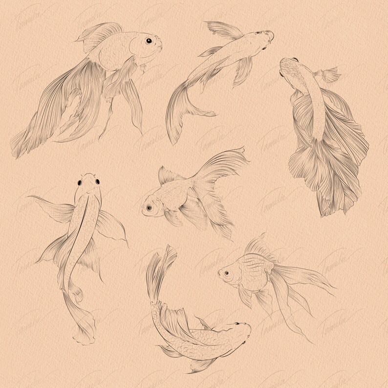 May include: Line drawing illustration of six goldfish in various poses. The goldfish are drawn in a simple, elegant style with delicate lines.