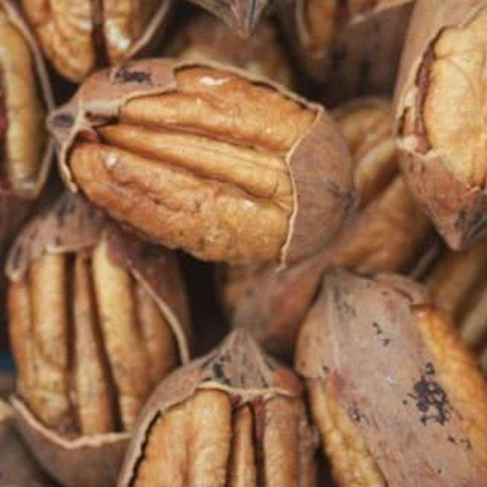 Kanza Pecans Cracked 4.5 lbs. Etsy