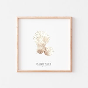 MUSHROOM VESCIA in watercolor, watercolor prints, artistic prints, fish illustrations