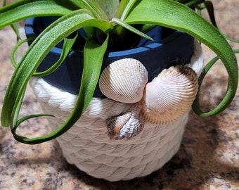 Planting Pot With Nautical Rope Clay Pots For Succulents Three Inch Height and Diameter With Optional Sea Shells