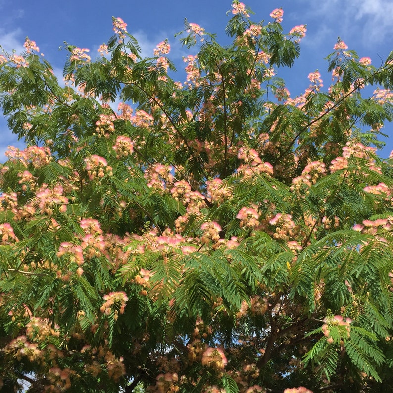 Mimosa Tree Persian Pink Silk Tree Seeds Julibrissin Etsy