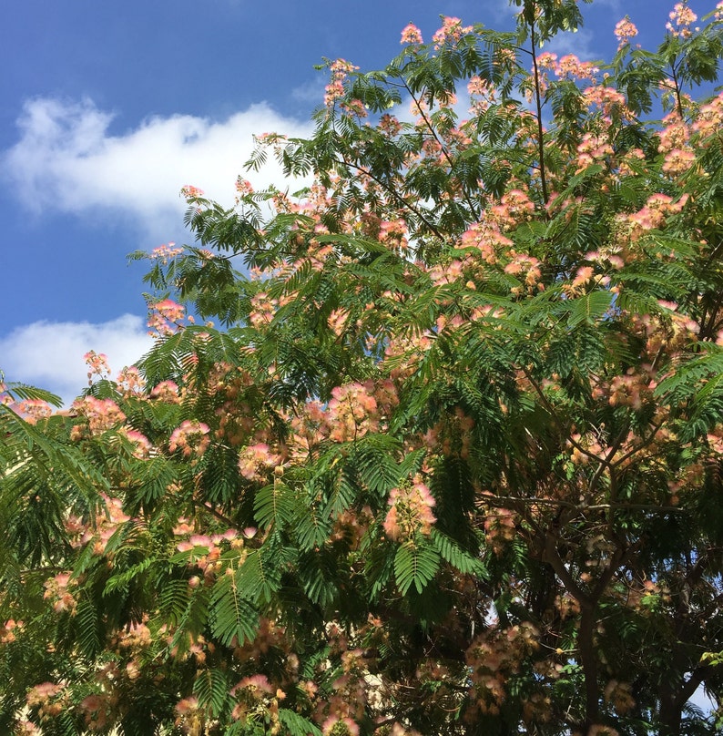 Mimosa Tree Persian Pink Silk Tree Seeds Julibrissin Etsy