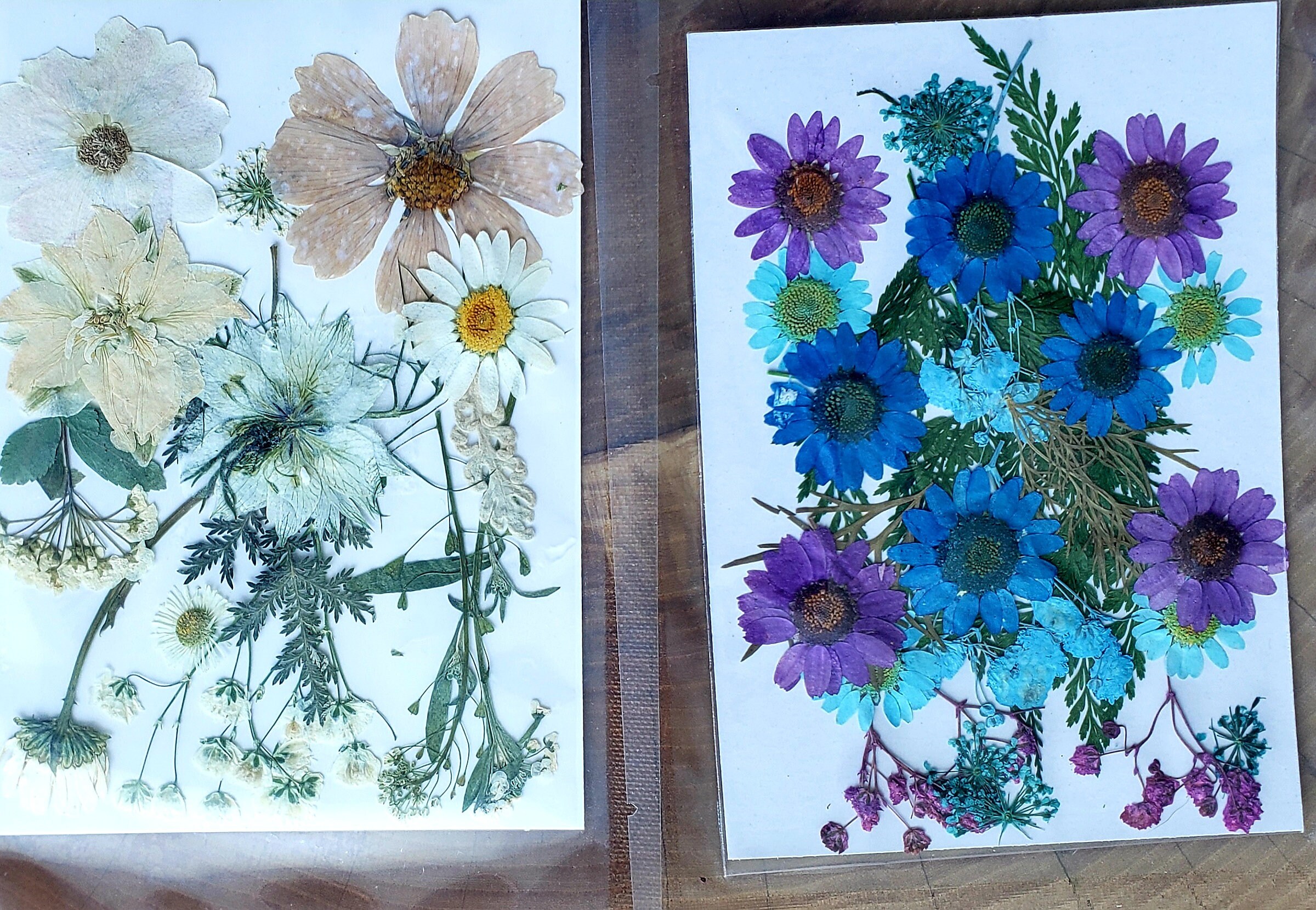 Dried Pressed Flowers Bundle 4 Packets Etsy