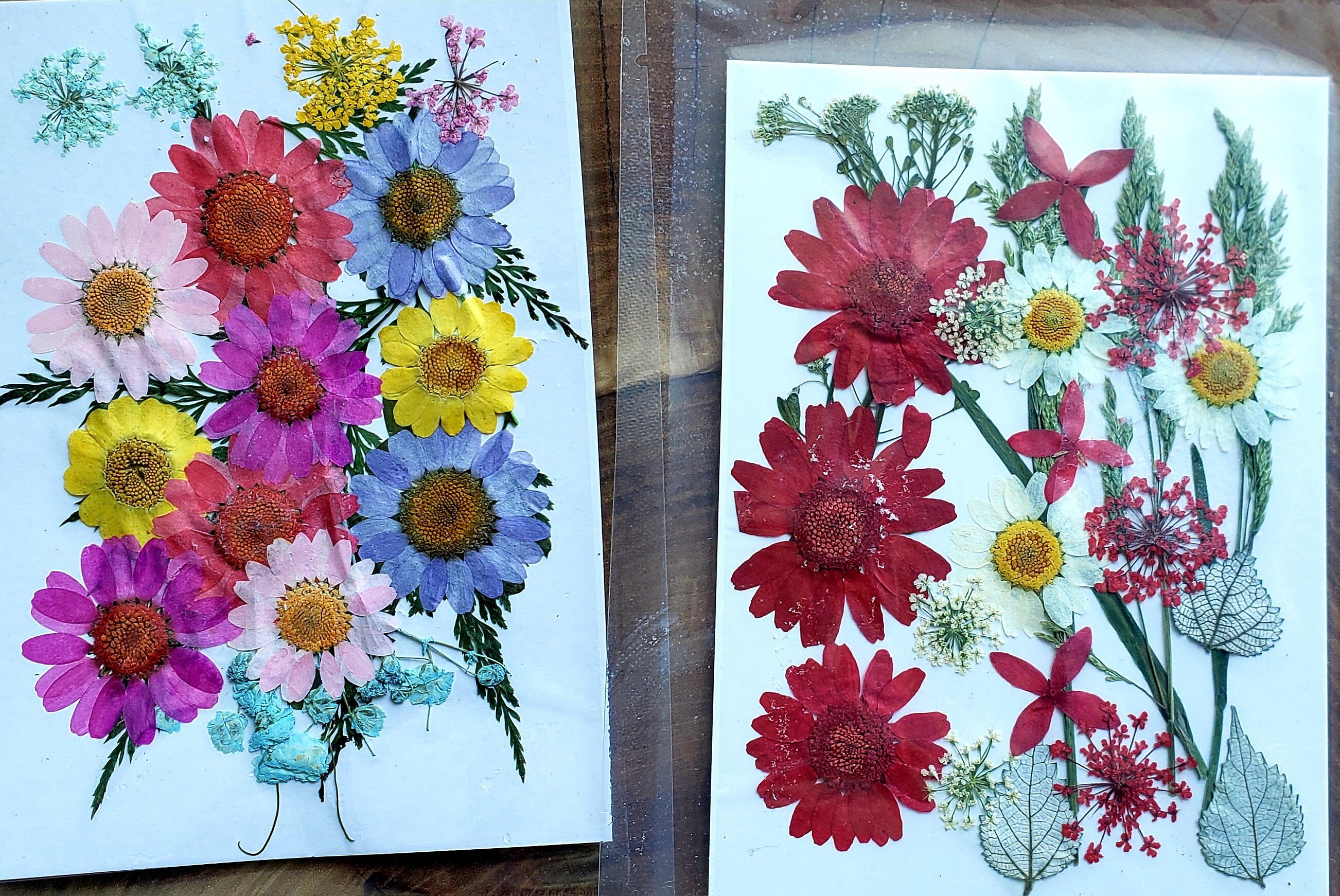 4 Packets of Pressed Dried Flowers Etsy