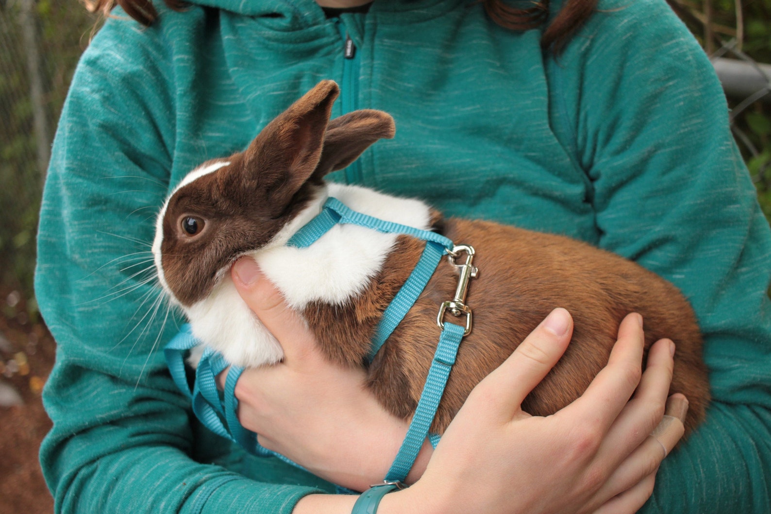 Rabbit Harness and Extra-long Leash | Etsy