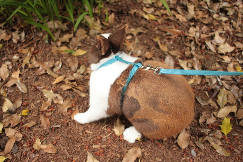 Rabbit Harness and Extralong Leash Etsy