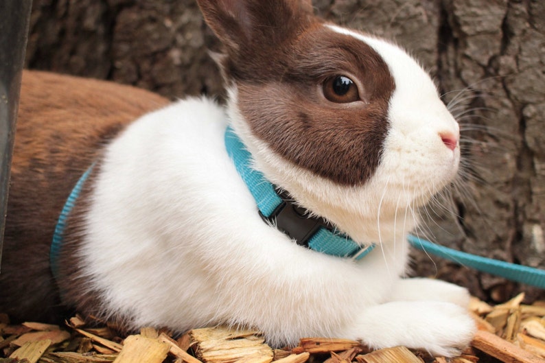 Rabbit Harness and Extralong Leash Etsy