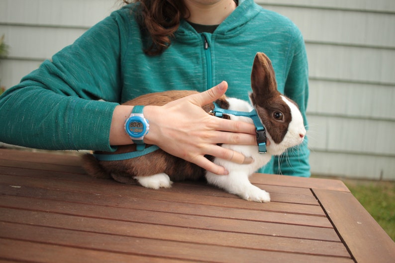 Rabbit Harness and Extralong Leash Etsy