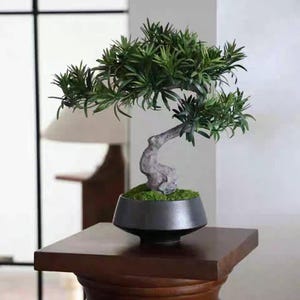 K&ouml;nnte beinhalten: Ein kleiner k&uuml;nstlicher Bonsai-Baum mit dichtem, dunkelgr&uuml;nem, nadelartigem Laub und einem strukturierten, hellgrauen, geschwungenen Stamm. Der Baum ist in eine glatte, dunkel anthrazitfarbene Keramikschale gepflanzt, die am Boden mit leuchtend gr&uuml;nem Moos gef&uuml;llt ist.