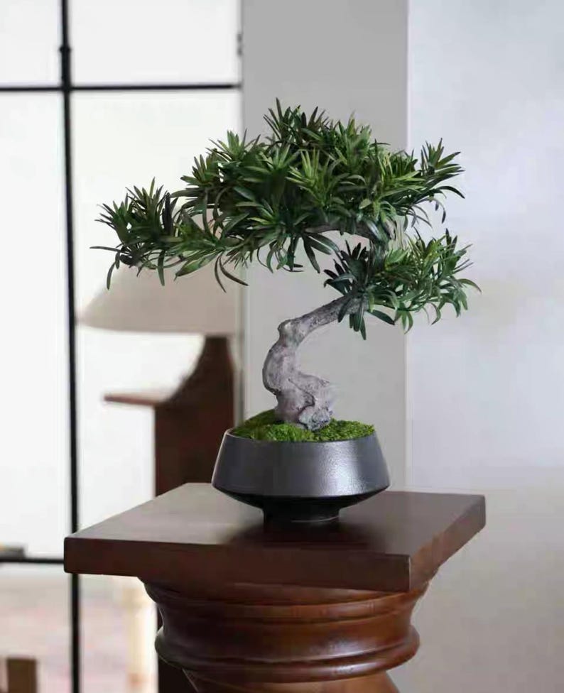K&ouml;nnte beinhalten: Ein kleiner k&uuml;nstlicher Bonsai-Baum mit dichtem, dunkelgr&uuml;nem, nadelartigem Laub und einem strukturierten, hellgrauen, geschwungenen Stamm. Der Baum ist in eine glatte, dunkel anthrazitfarbene Keramikschale gepflanzt, die am Boden mit leuchtend gr&uuml;nem Moos gef&uuml;llt ist.