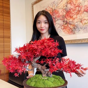 VICKY YAO Feine Bonsai - 2025 Neueste Kunstwerk: Realistische Bonsai Kunst Mit Roten Ahorn Blättern L58 x W28 x 42cmH