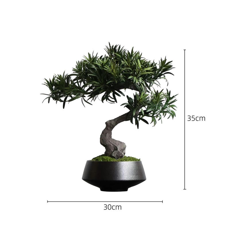 K&ouml;nnte beinhalten: Ein Bonsai-Baum mit dunkelgr&uuml;nen nadelartigen Bl&auml;ttern und einem strukturierten braunen Stamm, gepflanzt in einem schwarzen, konischen Topf mit gr&uuml;nem Moos an der Basis. Der Baum misst 35 cm in der H&ouml;he und 30 cm in der Breite laut Ma&szlig;linien.