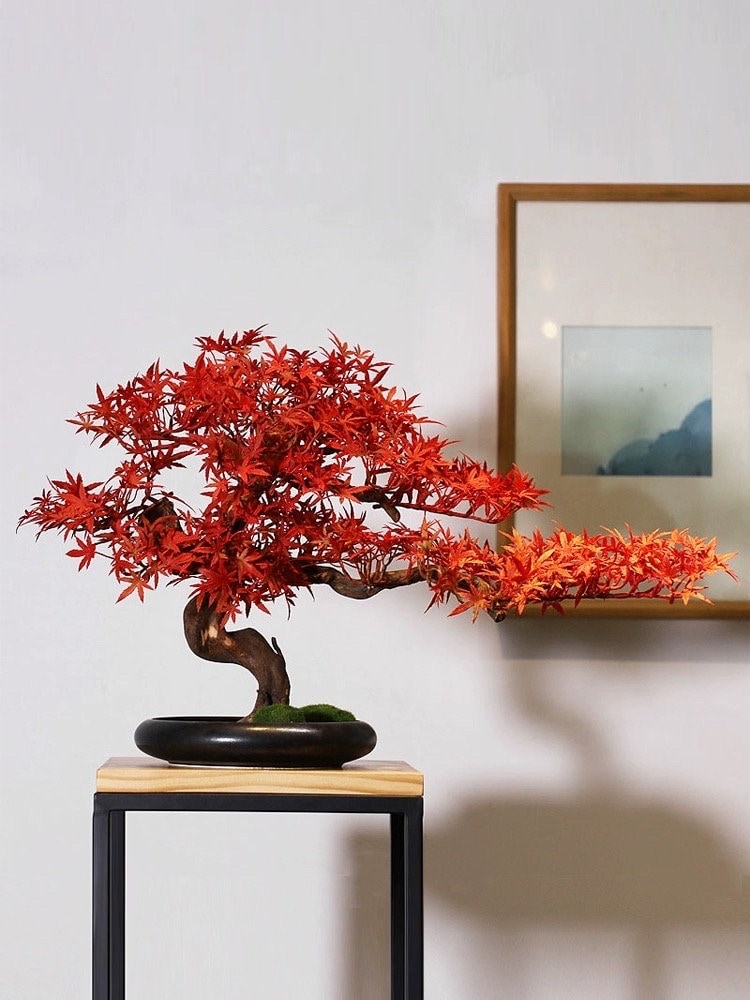 Japanese Red Bonsai - Etsy