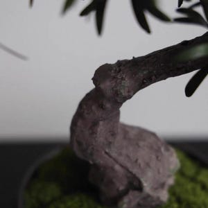 K&ouml;nnte beinhalten: Ein Bonsai-Baum mit einem dicken, strukturierten, dunkelbraunen Stamm, der sich scharf nach oben biegt. Die Basis des Baumes ist mit leuchtend gr&uuml;nem Moos bedeckt, und d&uuml;nne, dunkelgr&uuml;ne nadelartige Bl&auml;tter ragen von den oberen Zweigen hervor.