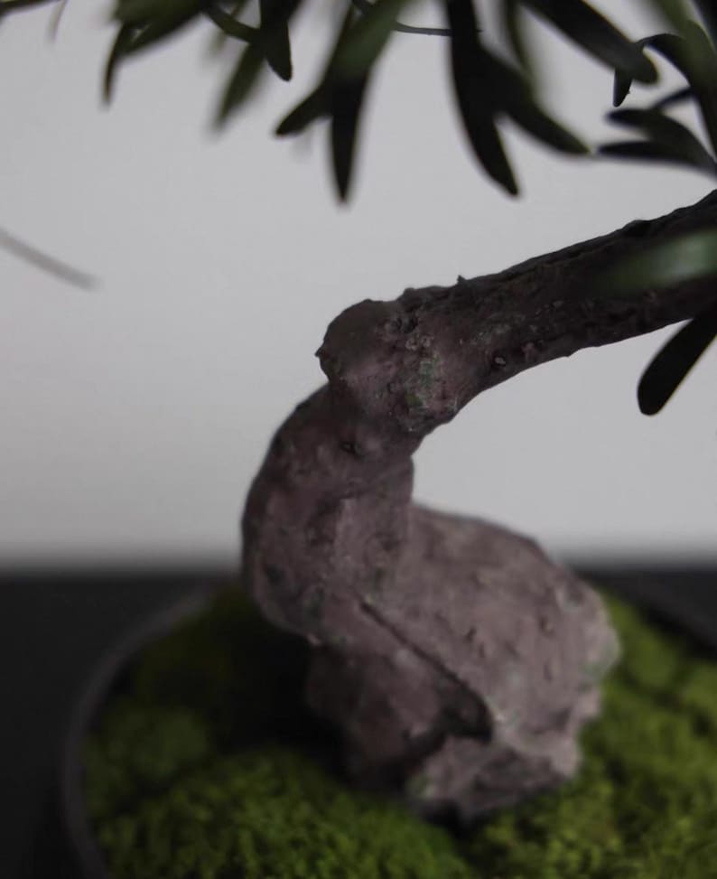 K&ouml;nnte beinhalten: Ein Bonsai-Baum mit einem dicken, strukturierten, dunkelbraunen Stamm, der sich scharf nach oben biegt. Die Basis des Baumes ist mit leuchtend gr&uuml;nem Moos bedeckt, und d&uuml;nne, dunkelgr&uuml;ne nadelartige Bl&auml;tter ragen von den oberen Zweigen hervor.