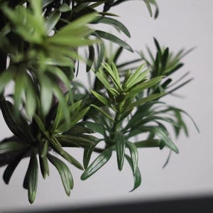 K&ouml;nnte beinhalten: Ein kleiner k&uuml;nstlicher Bonsai-Baum mit dichten, nadelartigen gr&uuml;nen Bl&auml;ttern, die in B&uuml;scheln an dunkelbraunen Zweigen angeordnet sind. Das Blattwerk zeigt verschiedene Gr&uuml;nt&ouml;ne, von tiefen Waldt&ouml;nen bis zu helleren, lebendigen Akzenten.