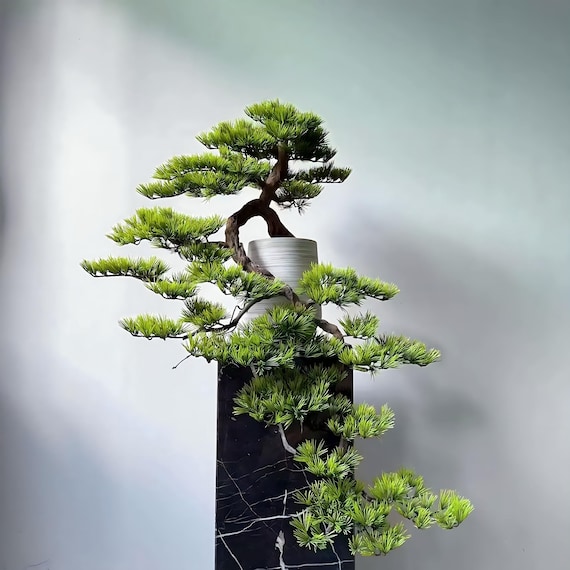 plant dracena Dracaena 'Sol' staggered cane 12