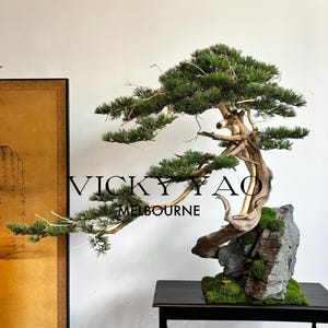 May include: A bonsai tree with a gnarled trunk and green foliage is displayed on a black table. The tree is growing out of a rock covered in moss. The text "VICKY YAO MELBOURNE" is visible on the wall behind the tree.