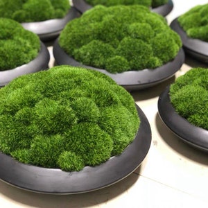 VICKY YAO Faux Plant - Exclusive Design Preserved Moss Bowl Art