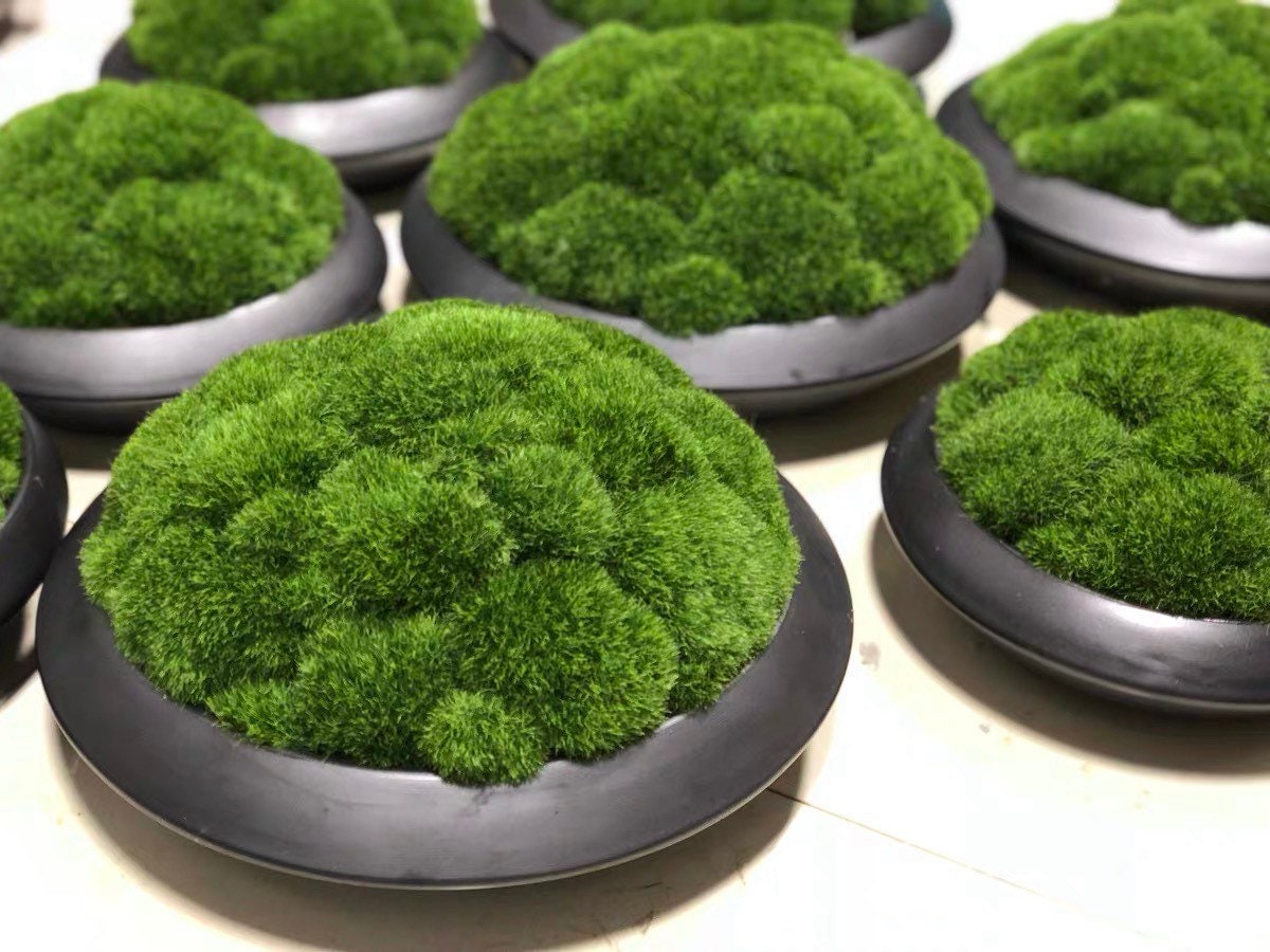 VICKY YAO Faux Plant Exclusive Design Preserved Moss Bowl Art