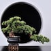 Vicky Yao Faux Plant - Exclusive Design Artificial Bonsai In Black Pot 