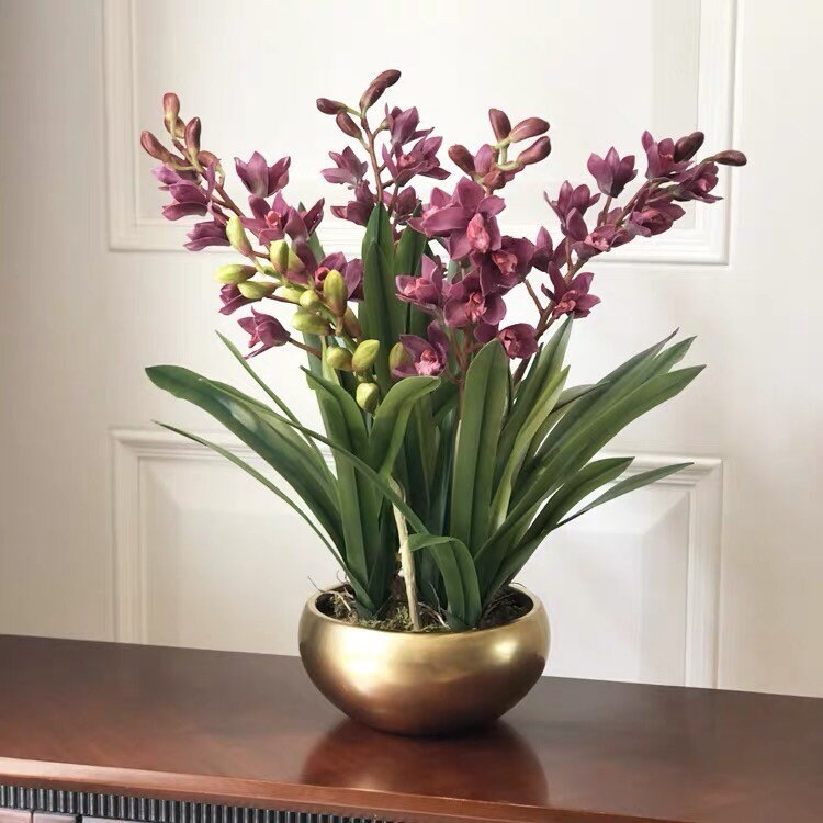 Cymbidium Orchid for sale Only 4 left at 70