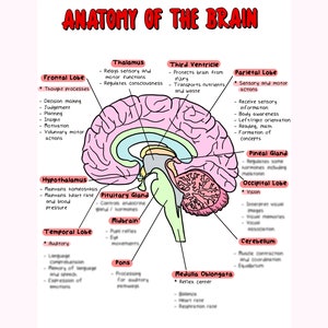 Puede incluir: Una ilustraci&oacute;n colorida del cerebro humano con etiquetas para cada parte, incluyendo el l&oacute;bulo frontal, el l&oacute;bulo temporal, el l&oacute;bulo parietal, el l&oacute;bulo occipital, el t&aacute;lamo, el hipot&aacute;lamo, la gl&aacute;ndula pituitaria, el mesenc&eacute;falo, el puente troncoencef&aacute;lico, el bulbo raqu&iacute;deo, el cerebelo y la gl&aacute;ndula pineal.