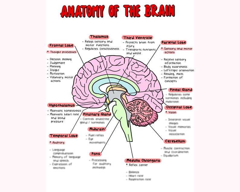 Puede incluir: Una ilustraci&oacute;n colorida del cerebro humano con etiquetas para cada parte, incluyendo el l&oacute;bulo frontal, el l&oacute;bulo temporal, el l&oacute;bulo parietal, el l&oacute;bulo occipital, el t&aacute;lamo, el hipot&aacute;lamo, la gl&aacute;ndula pituitaria, el mesenc&eacute;falo, el puente troncoencef&aacute;lico, el bulbo raqu&iacute;deo, el cerebelo y la gl&aacute;ndula pineal.