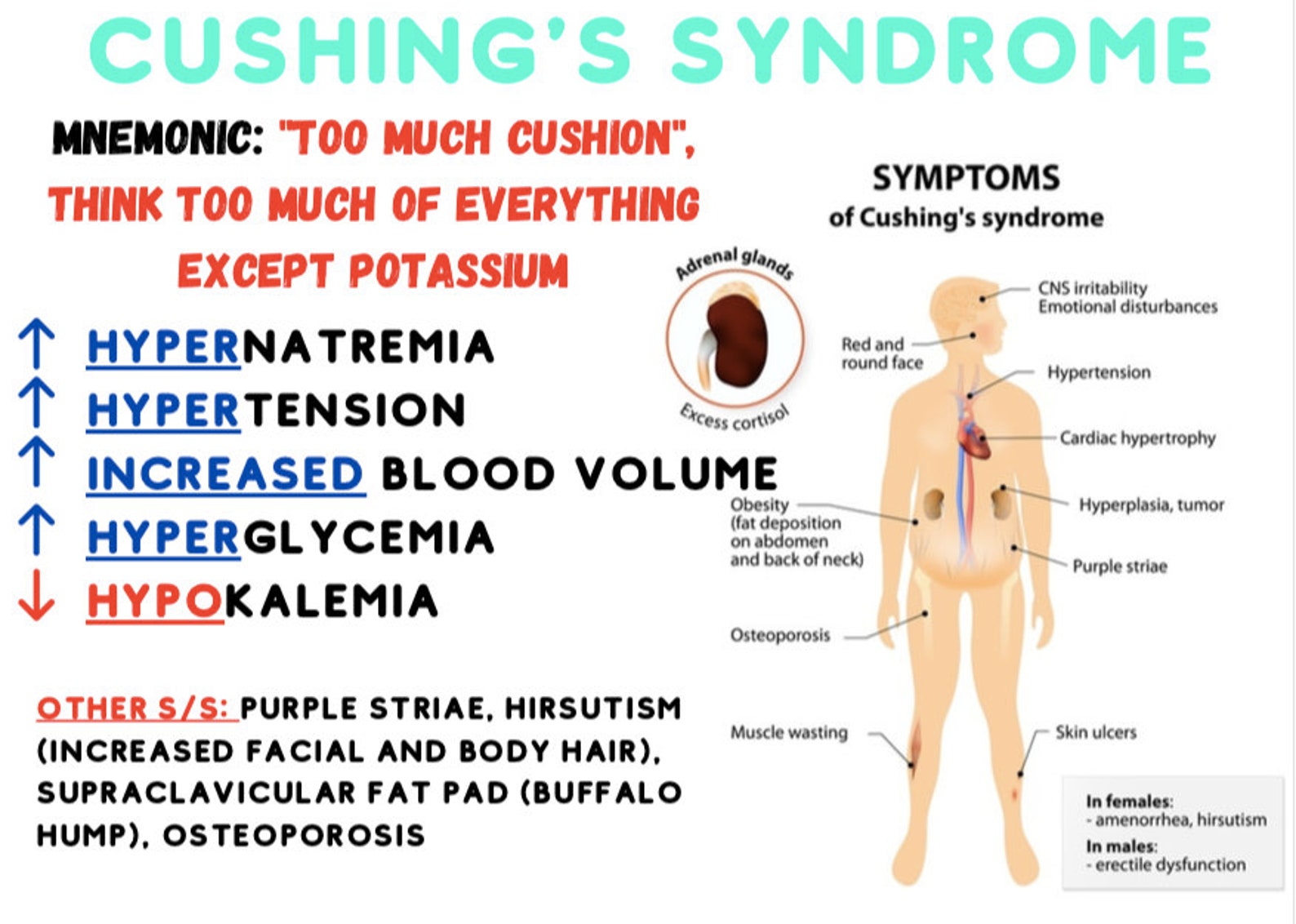 Mnemonics/acronym Visual Aids Cards for the NCLEX & Nursing Etsy