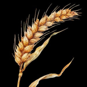 Golden Harvest – Watercolor Wheat Head Fabric Panel Collection, Poster Fabric, Chair Upholstery, Home Decor, Panel Fabric, Wall Art Decor