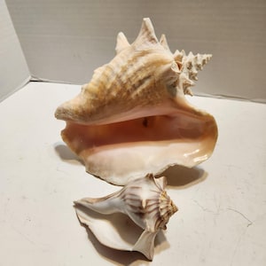 May include: Two conch shells, one large and one small, are displayed. The large shell is a light tan color with a pink interior. The smaller shell is a mix of tan and brown with a white interior. Both shells have a spiral shape.