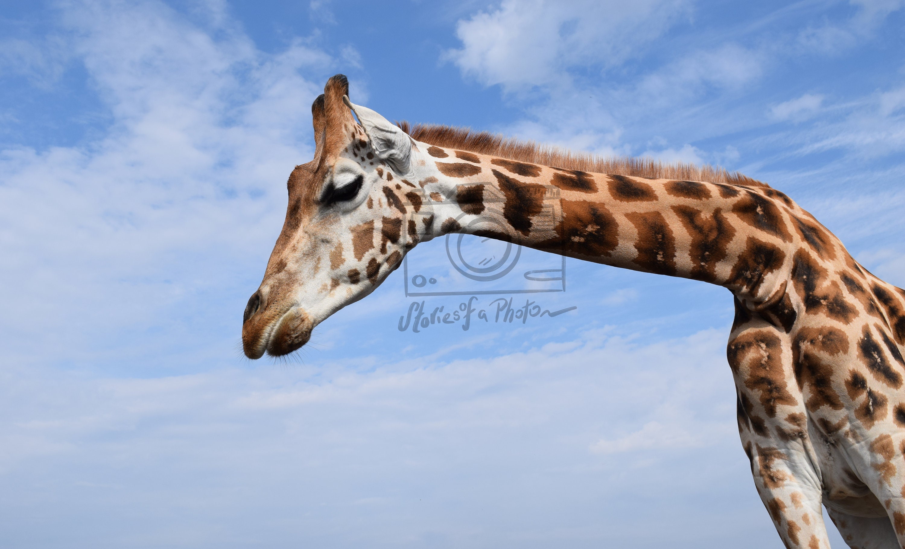 Gerry The Giraffe Photo Print Etsy