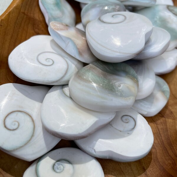 Heart Shaped Shell - Etsy