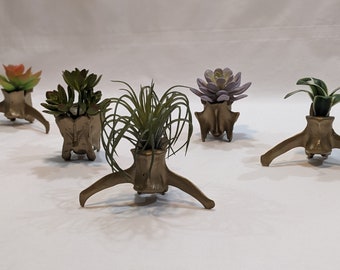 Gold Air Plant Display, ONE Real Deer Vertebrae *Ethically Sourced* Faux Air Plant, Faux Succulents