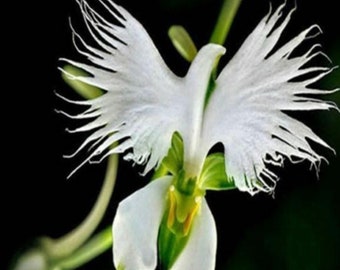 Orchid Seeds Etsy