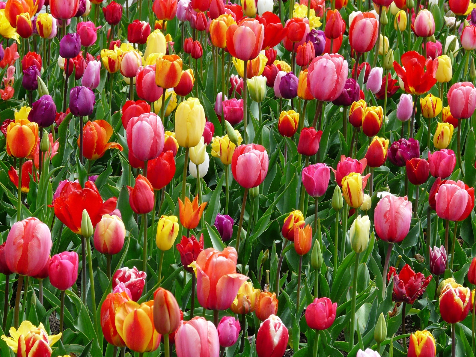 25 Assorted Tulips Tulip Bulb Seeds get 25 to plant for one Etsy